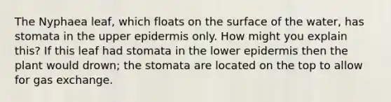 The Nyphaea leaf, which floats on the surface of the water, has stomata in the upper epidermis only. How might you explain this? If this leaf had stomata in the lower epidermis then the plant would drown; the stomata are located on the top to allow for gas exchange.