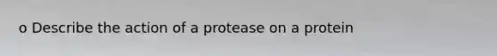 o Describe the action of a protease on a protein