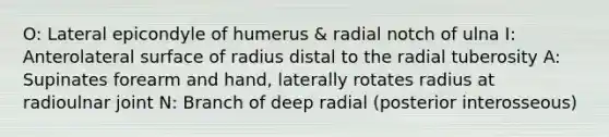 O: Lateral epicondyle of humerus & radial notch of ulna I: Anterolateral surface of radius distal to the radial tuberosity A: Supinates forearm and hand, laterally rotates radius at radioulnar joint N: Branch of deep radial (posterior interosseous)