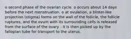 o second phase of the ovarian cycle. o occurs about 14 days before the next menstruation. o at ovulation, a blister-like projection (stigma) forms on the wall of the follicle, the follicle ruptures, and the ovum with its surrounding cells is released from the surface of the ovary - it is then picked up by the fallopian tube for transport to the uterus.