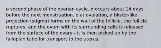 o second phase of the ovarian cycle. o occurs about 14 days before the next menstruation. o at ovulation, a blister-like projection (stigma) forms on the wall of the follicle, the follicle ruptures, and the ovum with its surrounding cells is released from the surface of the ovary - it is then picked up by the fallopian tube for transport to the uterus.