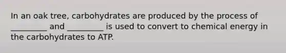 In an oak tree, carbohydrates are produced by the process of _________ and _________ is used to convert to chemical energy in the carbohydrates to ATP.