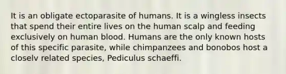 It is an obligate ectoparasite of humans. It is a wingless insects that spend their entire lives on the human scalp and feeding exclusively on human blood. Humans are the only known hosts of this specific parasite, while chimpanzees and bonobos host a closelv related species, Pediculus schaeffi.