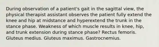 During observation of a patient's gait in the sagittal view, the physical therapist assistant observes the patient fully extend the knee and hip at midstance and hyperextend the trunk in the stance phase. Weakness of which muscle results in knee, hip, and trunk extension during stance phase? Rectus femoris. Gluteus medius. Gluteus maximus. Gastrocnemius.