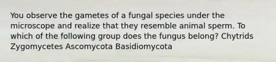 You observe the gametes of a fungal species under the microscope and realize that they resemble animal sperm. To which of the following group does the fungus belong? Chytrids Zygomycetes Ascomycota Basidiomycota