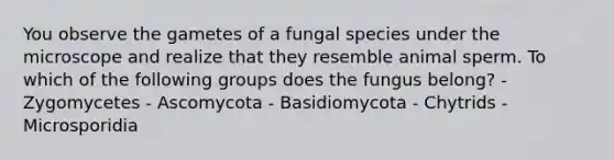 You observe the gametes of a fungal species under the microscope and realize that they resemble animal sperm. To which of the following groups does the fungus belong? - Zygomycetes - Ascomycota - Basidiomycota - Chytrids - Microsporidia