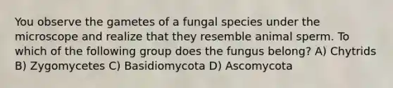 You observe the gametes of a fungal species under the microscope and realize that they resemble animal sperm. To which of the following group does the fungus belong? A) Chytrids B) Zygomycetes C) Basidiomycota D) Ascomycota