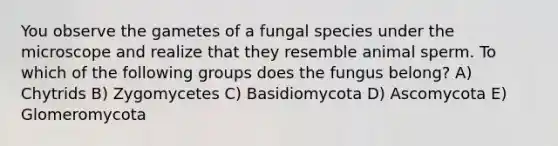 You observe the gametes of a fungal species under the microscope and realize that they resemble animal sperm. To which of the following groups does the fungus belong? A) Chytrids B) Zygomycetes C) Basidiomycota D) Ascomycota E) Glomeromycota