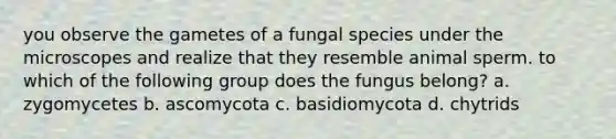 you observe the gametes of a fungal species under the microscopes and realize that they resemble animal sperm. to which of the following group does the fungus belong? a. zygomycetes b. ascomycota c. basidiomycota d. chytrids