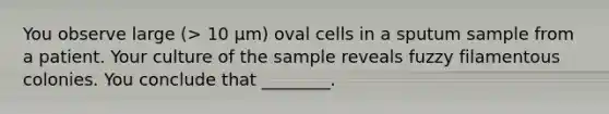 You observe large (> 10 μm) oval cells in a sputum sample from a patient. Your culture of the sample reveals fuzzy filamentous colonies. You conclude that ________.