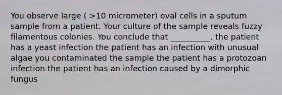 You observe large ( >10 micrometer) oval cells in a sputum sample from a patient. Your culture of the sample reveals fuzzy filamentous colonies. You conclude that __________. the patient has a yeast infection the patient has an infection with unusual algae you contaminated the sample the patient has a protozoan infection the patient has an infection caused by a dimorphic fungus