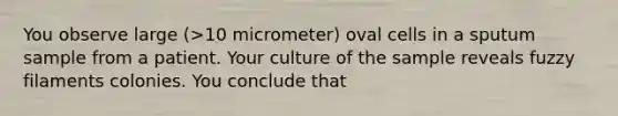 You observe large (>10 micrometer) oval cells in a sputum sample from a patient. Your culture of the sample reveals fuzzy filaments colonies. You conclude that