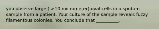 you observe large ( >10 micrometer) oval cells in a sputum sample from a patient. Your culture of the sample reveals fuzzy filamentous colonies. You conclude that __________.