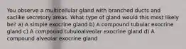 You observe a multicellular gland with branched ducts and saclike secretory areas. What type of gland would this most likely be? a) A simple exocrine gland b) A compound tubular exocrine gland c) A compound tubuloalveolar exocrine gland d) A compound alveolar exocrine gland