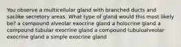 You observe a multicellular gland with branched ducts and saclike secretory areas. What type of gland would this most likely be? a compound alveolar exocrine gland a holocrine gland a compound tubular exocrine gland a compound tubuloalveolar exocrine gland a simple exocrine gland