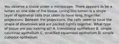 You observe a tissue under a microscope. There appears to be a lumen on one side of the tissue. Lining this lumen is a single layer of epithelial cells that seem to have long, fingerlike projections. Beneath the projections, the cells seem to have the shape of shoeboxes and are packed tightly together. What type of tissue are you looking at? A. transitional epithelium B. simple columnar epithelium C. stratified squamous epithelium D. simple cuboidal epithelium