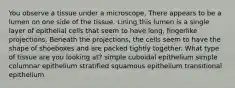 You observe a tissue under a microscope. There appears to be a lumen on one side of the tissue. Lining this lumen is a single layer of epithelial cells that seem to have long, fingerlike projections. Beneath the projections, the cells seem to have the shape of shoeboxes and are packed tightly together. What type of tissue are you looking at? simple cuboidal epithelium simple columnar epithelium stratified squamous epithelium transitional epithelium