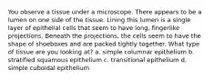 You observe a tissue under a microscope. There appears to be a lumen on one side of the tissue. Lining this lumen is a single layer of epithelial cells that seem to have long, fingerlike projections. Beneath the projections, the cells seem to have the shape of shoeboxes and are packed tightly together. What type of tissue are you looking at? a. simple columnar epithelium b. stratified squamous epithelium c. transitional epithelium d. simple cuboidal epithelium