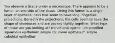 You observe a tissue under a microscope. There appears to be a lumen on one side of the tissue. Lining this lumen is a single layer of epithelial cells that seem to have long, fingerlike projections. Beneath the projections, the cells seem to have the shape of shoeboxes and are packed tightly together. What type of tissue are you looking at? transitional epithelium stratified squamous epithelium simple columnar epithelium simple cuboidal epithelium