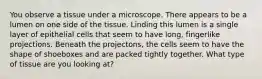 You observe a tissue under a microscope. There appears to be a lumen on one side of the tissue. Linding this lumen is a single layer of epithelial cells that seem to have long, fingerlike projections. Beneath the projectons, the cells seem to have the shape of shoeboxes and are packed tightly together. What type of tissue are you looking at?