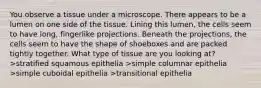 You observe a tissue under a microscope. There appears to be a lumen on one side of the tissue. Lining this lumen, the cells seem to have long, fingerlike projections. Beneath the projections, the cells seem to have the shape of shoeboxes and are packed tightly together. What type of tissue are you looking at? >stratified squamous epithelia >simple columnar epithelia >simple cuboidal epithelia >transitional epithelia