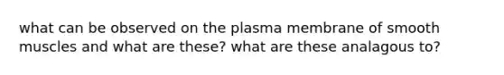 what can be observed on the plasma membrane of smooth muscles and what are these? what are these analagous to?