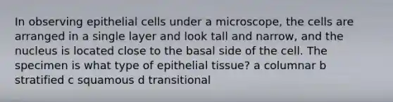 In observing epithelial cells under a microscope, the cells are arranged in a single layer and look tall and narrow, and the nucleus is located close to the basal side of the cell. The specimen is what type of epithelial tissue? a columnar b stratified c squamous d transitional