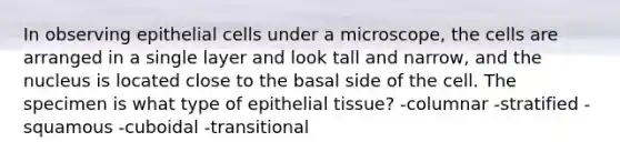 In observing epithelial cells under a microscope, the cells are arranged in a single layer and look tall and narrow, and the nucleus is located close to the basal side of the cell. The specimen is what type of epithelial tissue? -columnar -stratified -squamous -cuboidal -transitional