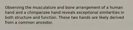 Observing the musculature and bone arrangement of a human hand and a chimpanzee hand reveals exceptional similarities in both structure and function. These two hands are likely derived from a common ancestor.