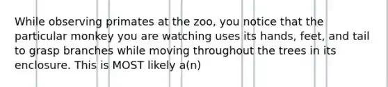 While observing primates at the zoo, you notice that the particular monkey you are watching uses its hands, feet, and tail to grasp branches while moving throughout the trees in its enclosure. This is MOST likely a(n)