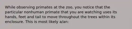 While observing primates at the zoo, you notice that the particular nonhuman primate that you are watching uses its hands, feet and tail to move throughout the trees within its enclosure. This is most likely a/an: