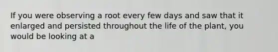 If you were observing a root every few days and saw that it enlarged and persisted throughout the life of the plant, you would be looking at a