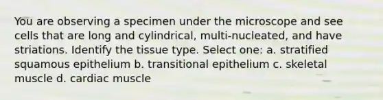 You are observing a specimen under the microscope and see cells that are long and cylindrical, multi-nucleated, and have striations. Identify the tissue type. Select one: a. stratified squamous epithelium b. transitional epithelium c. skeletal muscle d. cardiac muscle