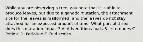 While you are observing a tree, you note that it is able to produce leaves, but due to a genetic mutation, the attachment site for the leaves is malformed, and the leaves do not stay attached for an expected amount of time. What part of three does this mutation impact? A. Adventitious buds B. Internodes C. Petiole D. Petiolule E. Bud scales