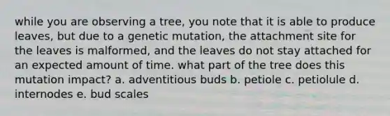 while you are observing a tree, you note that it is able to produce leaves, but due to a genetic mutation, the attachment site for the leaves is malformed, and the leaves do not stay attached for an expected amount of time. what part of the tree does this mutation impact? a. adventitious buds b. petiole c. petiolule d. internodes e. bud scales