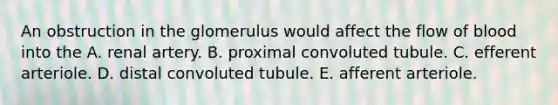 An obstruction in the glomerulus would affect the flow of blood into the A. renal artery. B. proximal convoluted tubule. C. efferent arteriole. D. distal convoluted tubule. E. afferent arteriole.