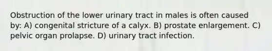 Obstruction of the lower urinary tract in males is often caused by: A) congenital stricture of a calyx. B) prostate enlargement. C) pelvic organ prolapse. D) urinary tract infection.