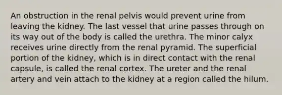 An obstruction in the renal pelvis would prevent urine from leaving the kidney. The last vessel that urine passes through on its way out of the body is called the urethra. The minor calyx receives urine directly from the renal pyramid. The superficial portion of the kidney, which is in direct contact with the renal capsule, is called the renal cortex. The ureter and the renal artery and vein attach to the kidney at a region called the hilum.