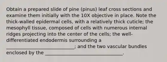 Obtain a prepared slide of pine (pinus) leaf cross sections and examine them initially with the 10X objective in place. Note the thick-walled epidermal cells, with a relatively thick cuticle; the mesophyll tissue, composed of cells with numerous internal ridges projecting into the center of the cells; the well-differentiated endodermis surrounding a _____________________________; and the two vascular bundles enclosed by the _________________________________.