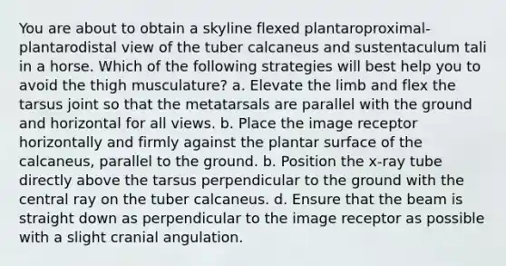 You are about to obtain a skyline flexed plantaroproximal-plantarodistal view of the tuber calcaneus and sustentaculum tali in a horse. Which of the following strategies will best help you to avoid the thigh musculature? a. Elevate the limb and flex the tarsus joint so that the metatarsals are parallel with the ground and horizontal for all views. b. Place the image receptor horizontally and firmly against the plantar surface of the calcaneus, parallel to the ground. b. Position the x-ray tube directly above the tarsus perpendicular to the ground with the central ray on the tuber calcaneus. d. Ensure that the beam is straight down as perpendicular to the image receptor as possible with a slight cranial angulation.