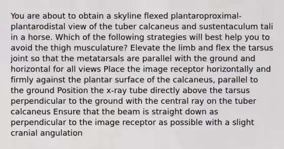 You are about to obtain a skyline flexed plantaroproximal-plantarodistal view of the tuber calcaneus and sustentaculum tali in a horse. Which of the following strategies will best help you to avoid the thigh musculature? Elevate the limb and flex the tarsus joint so that the metatarsals are parallel with the ground and horizontal for all views Place the image receptor horizontally and firmly against the plantar surface of the calcaneus, parallel to the ground Position the x-ray tube directly above the tarsus perpendicular to the ground with the central ray on the tuber calcaneus Ensure that the beam is straight down as perpendicular to the image receptor as possible with a slight cranial angulation