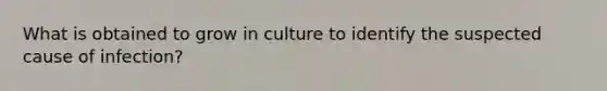 What is obtained to grow in culture to identify the suspected cause of infection?