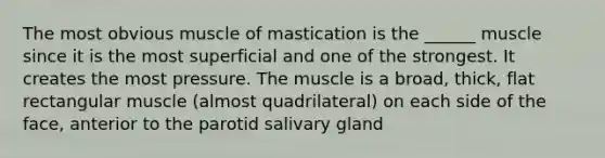 The most obvious muscle of mastication is the ______ muscle since it is the most superficial and one of the strongest. It creates the most pressure. The muscle is a broad, thick, flat rectangular muscle (almost quadrilateral) on each side of the face, anterior to the parotid salivary gland