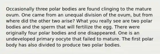 Occasionally three polar bodies are found clinging to the mature ovum. One came from an unequal division of the ovum, but from where did the other two arise? What you really see are two polar bodies and the sperm that will fertilize the egg. There were originally four polar bodies and one disappeared. One is an undeveloped primary oocyte that failed to mature. The first polar body has also divided to produce two polar bodies.