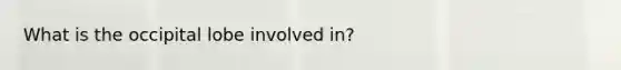 What is the occipital lobe involved in?