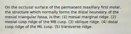 On the occlusal surface of the permanent maxillary first molar, the structure which normally forms the distal boundary of the mesial triangular fossa, is the: (1) mesial marginal ridge. (2) mesial cusp ridge of the MB cusp. (3) oblique ridge. (4) distal cusp ridge of the ML cusp. (5) transverse ridge.