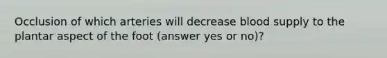 Occlusion of which arteries will decrease blood supply to the plantar aspect of the foot (answer yes or no)?