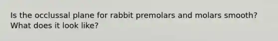 Is the occlussal plane for rabbit premolars and molars smooth? What does it look like?