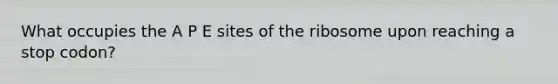 What occupies the A P E sites of the ribosome upon reaching a stop codon?