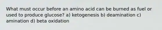 What must occur before an amino acid can be burned as fuel or used to produce glucose? a) ketogenesis b) deamination c) amination d) beta oxidation